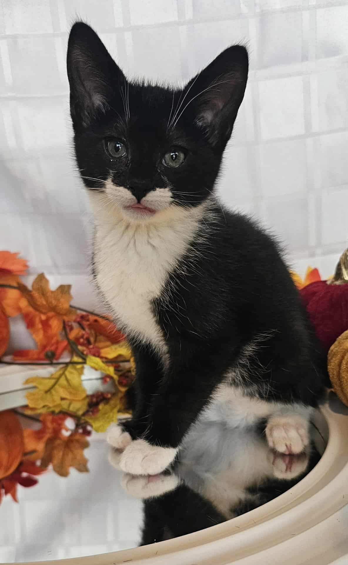 Ferdinand cat 1