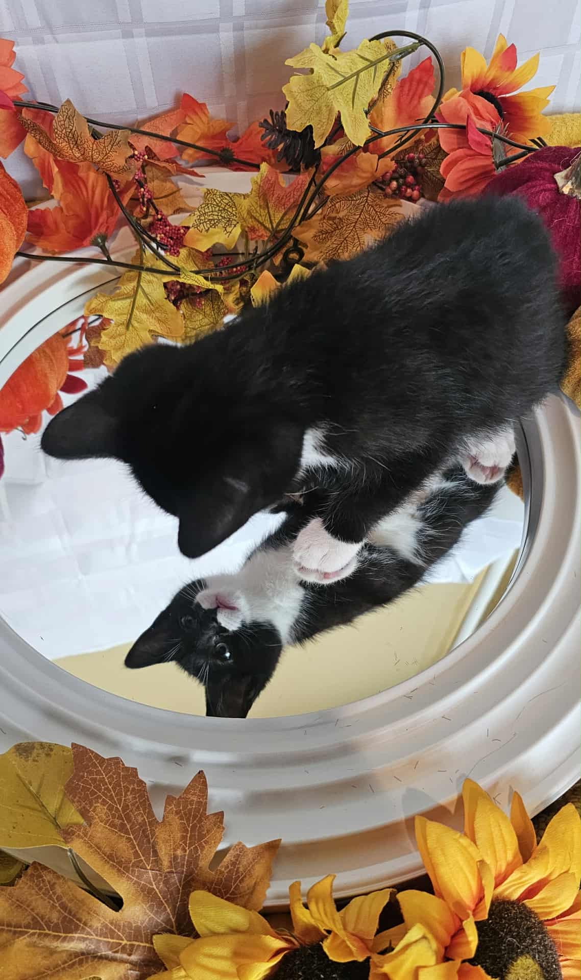 Ferdinand cat