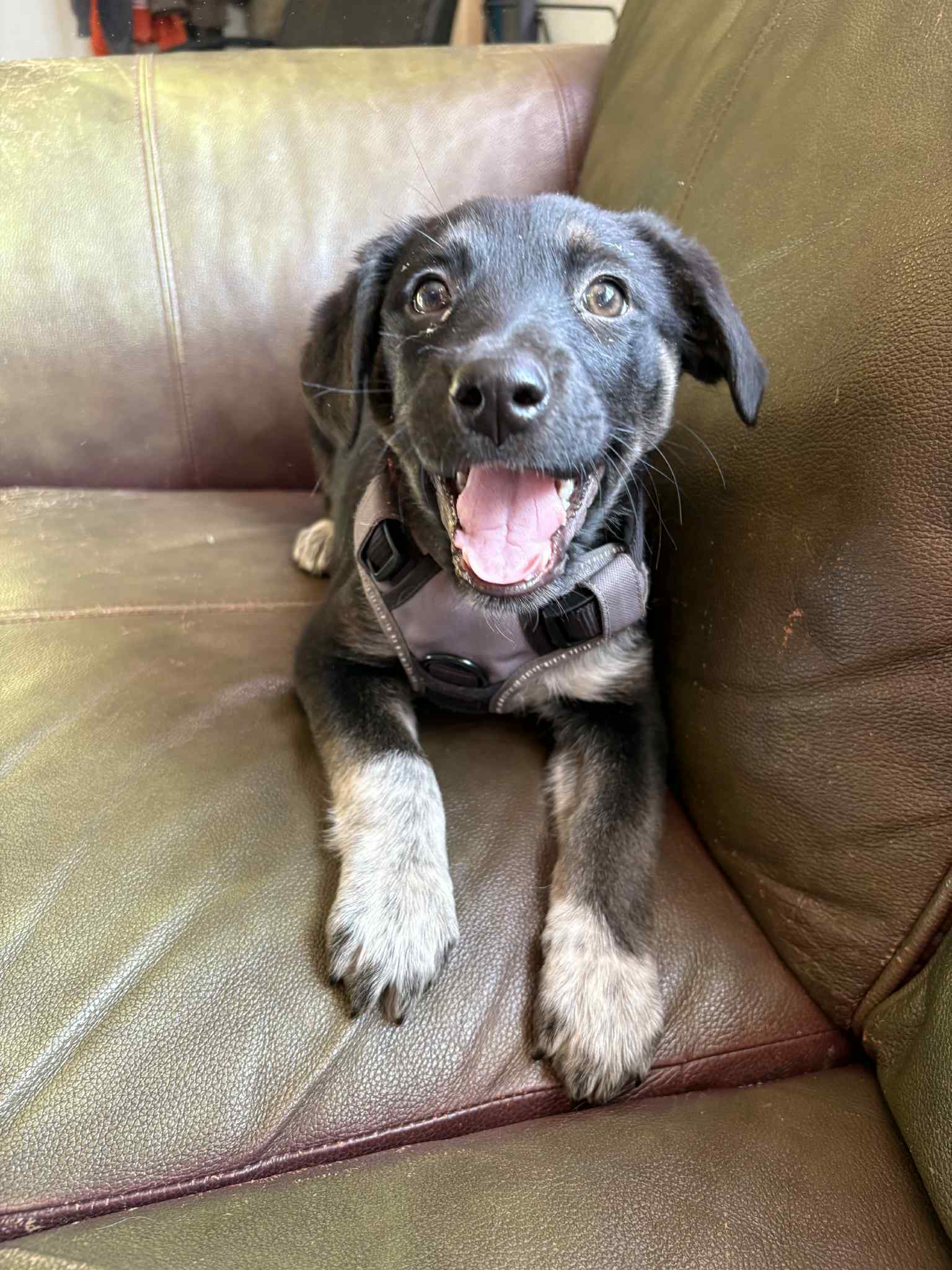 Margo Dog