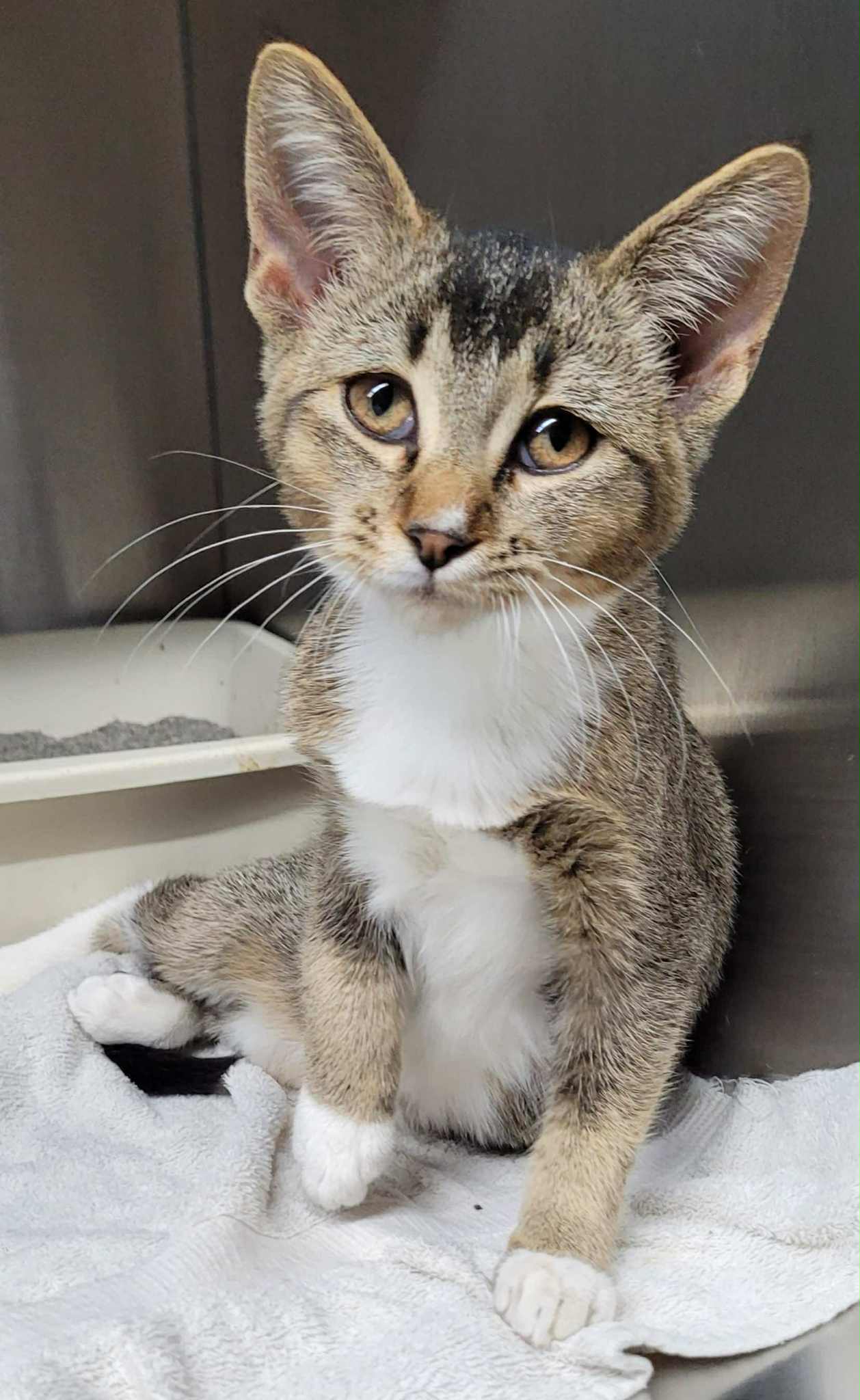 Novi Cat