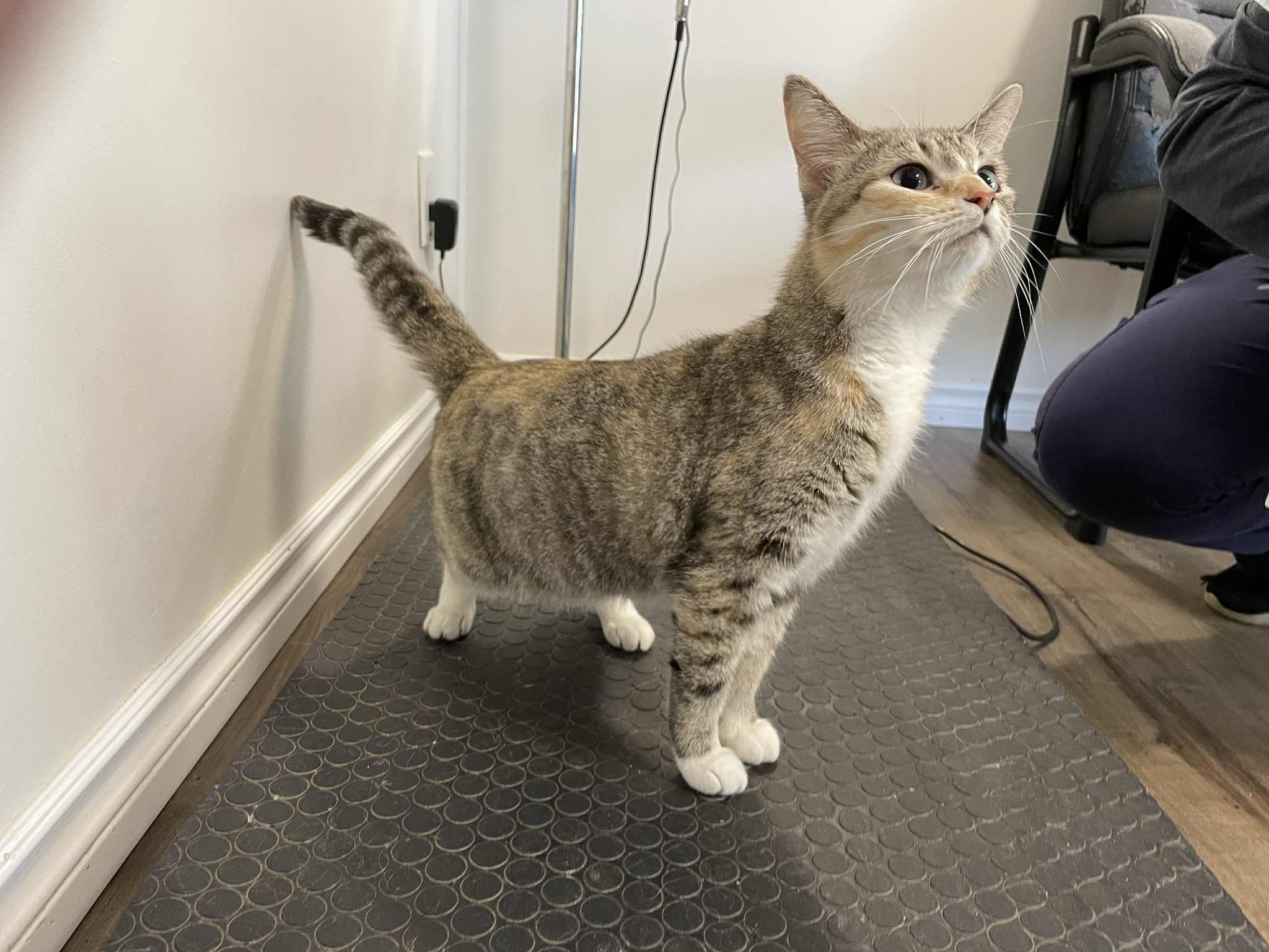 Pawla Cat 1