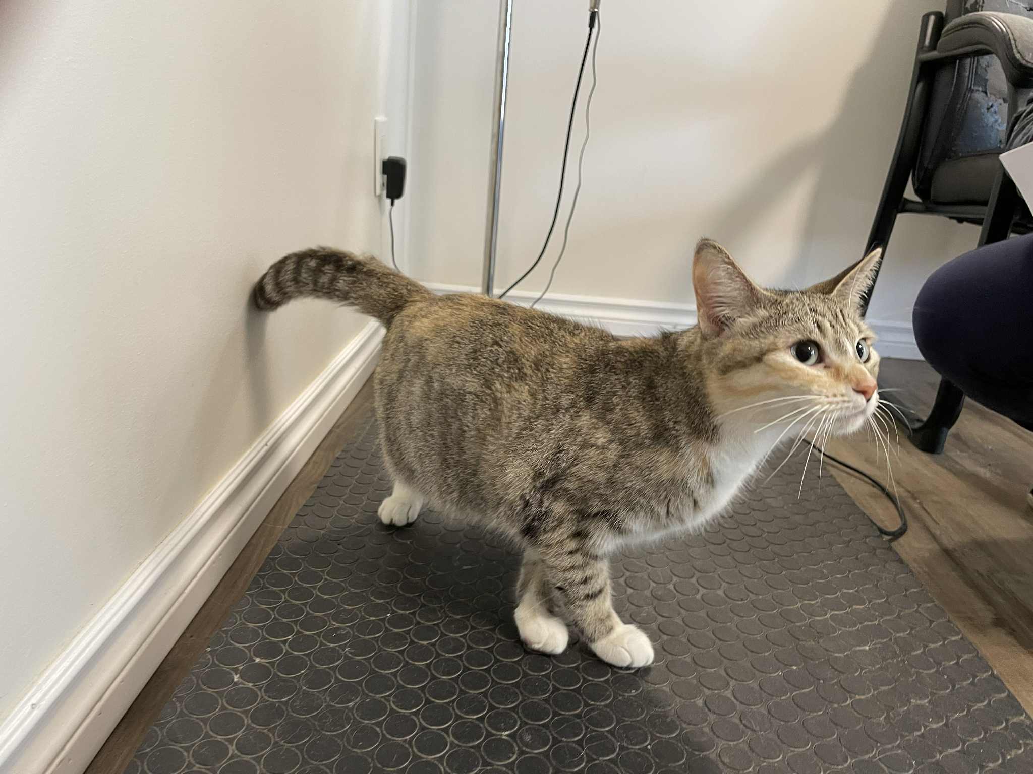Pawla Cat