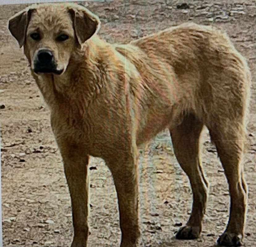 Todd Dog