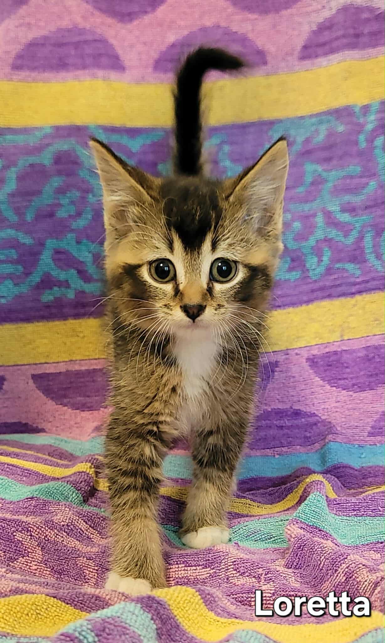 Loretta Cat