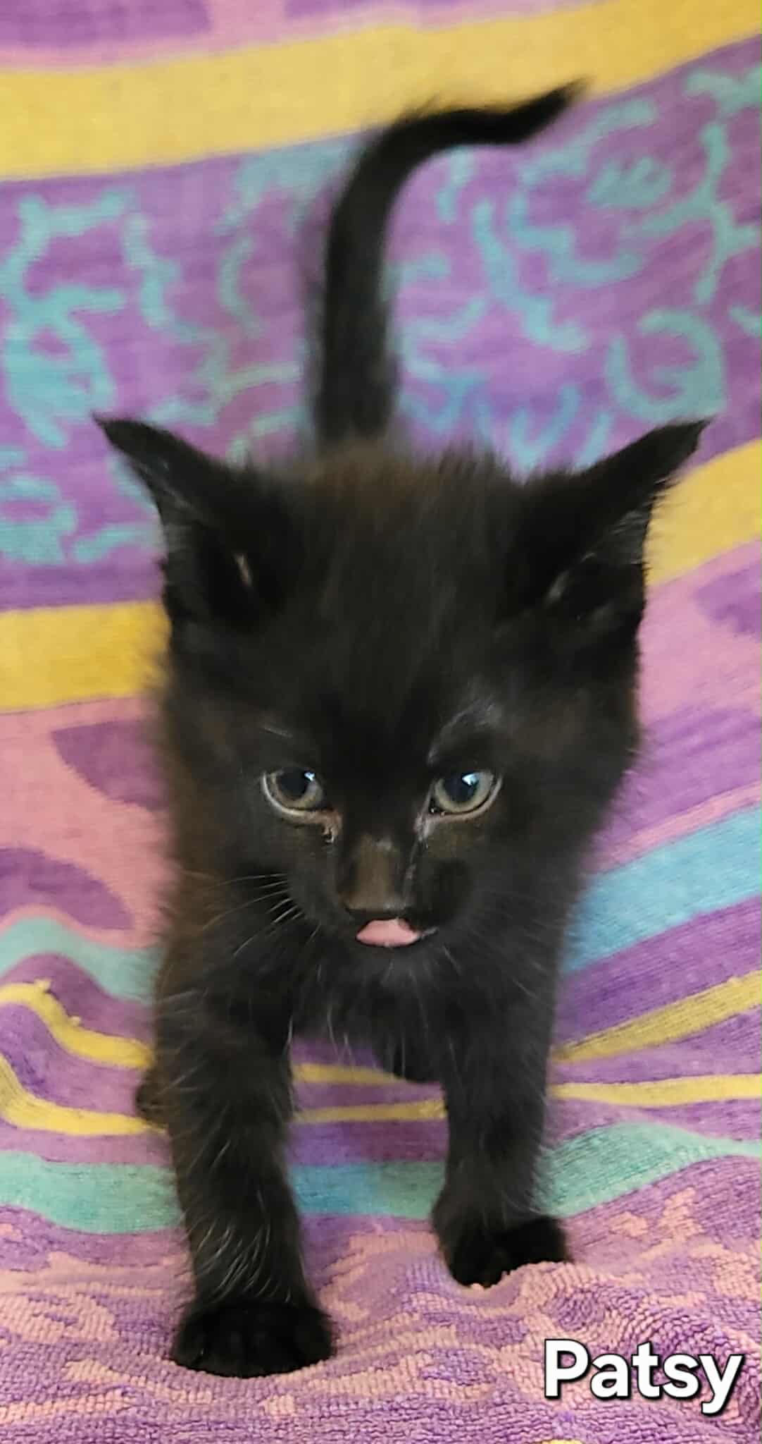patsy cat