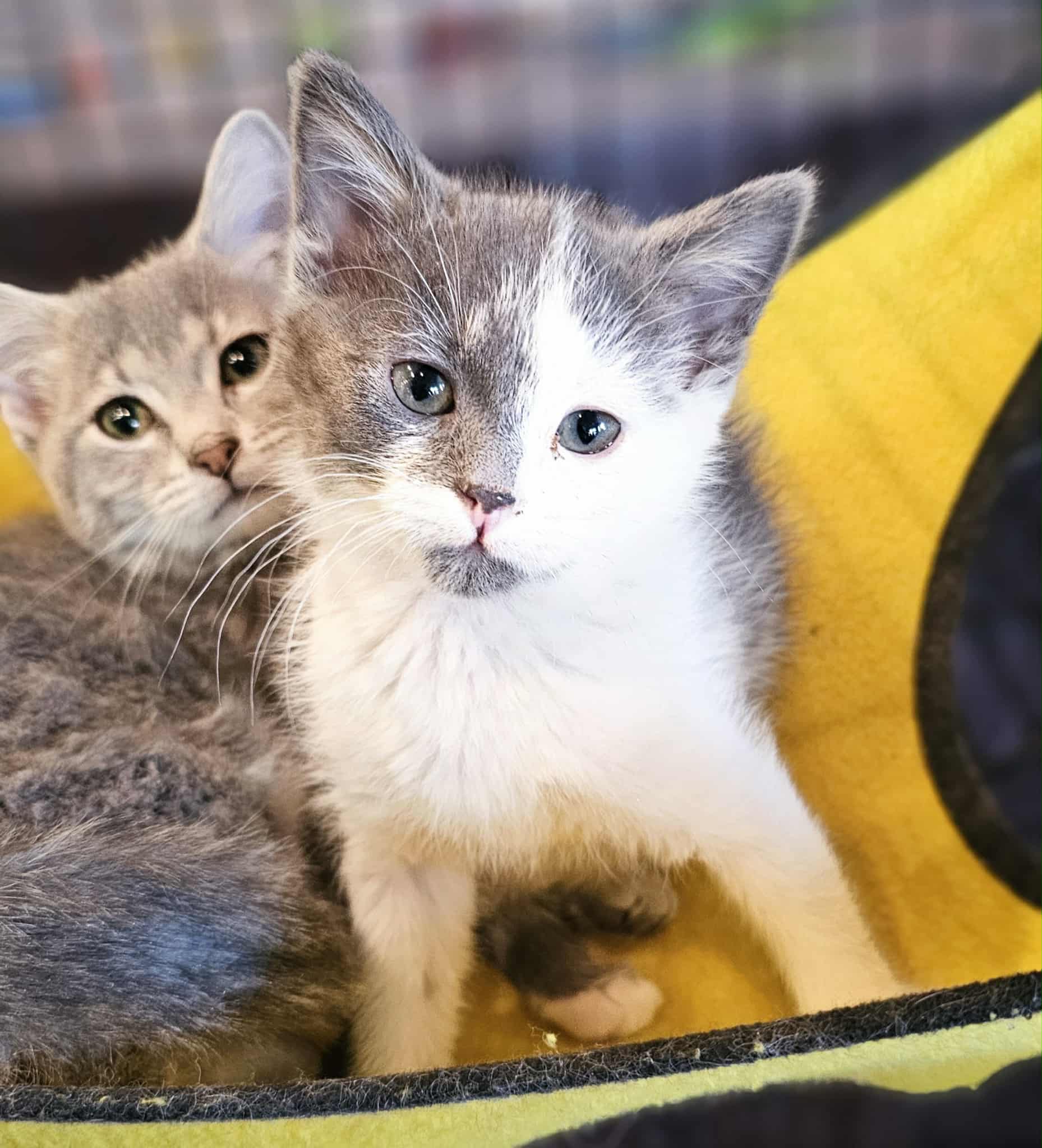 3e19313e-ab8e-4232-a218-1da4bfc7c135