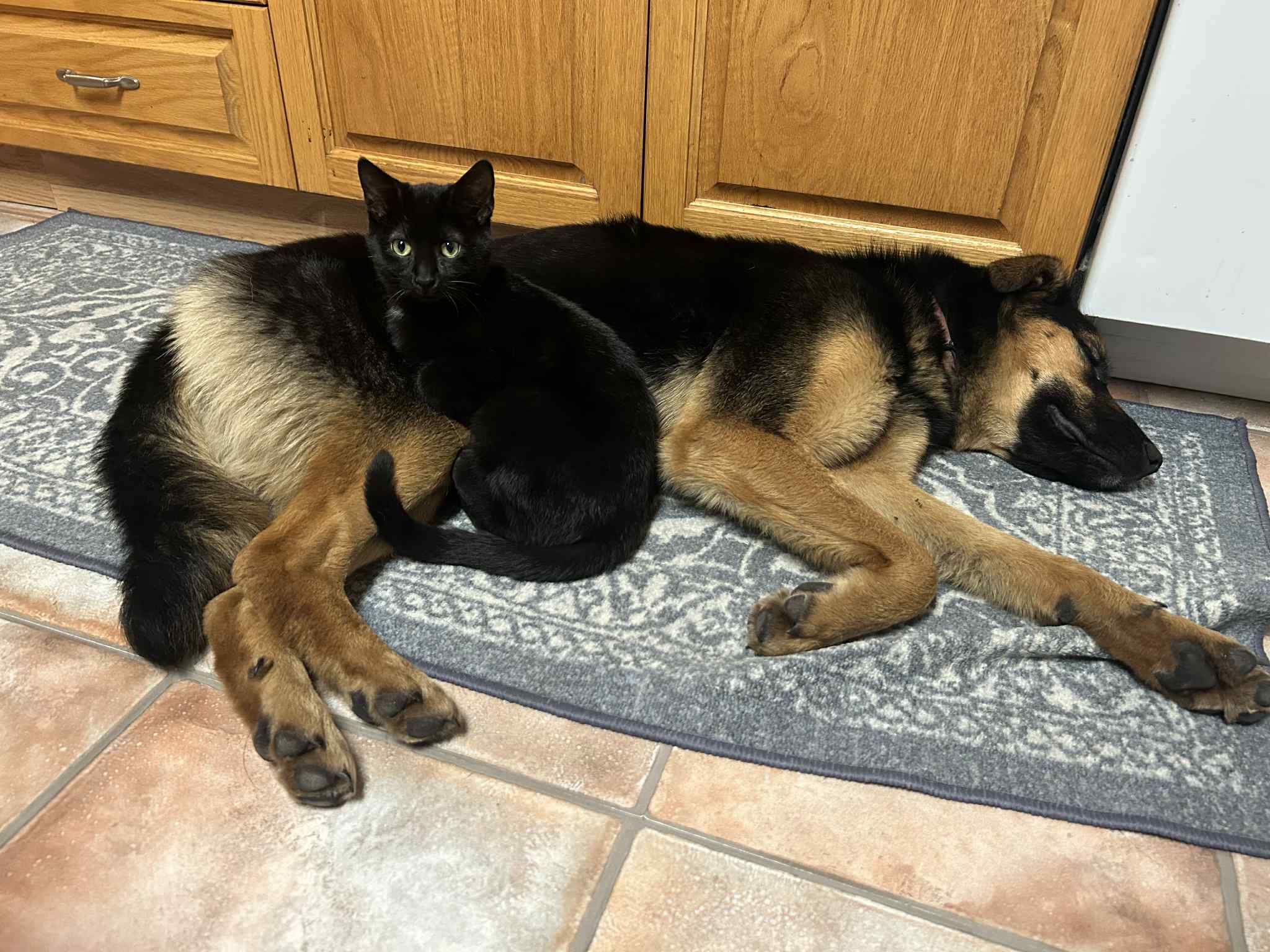 43779be8-fe49-4546-bcf9-8eb53b16f9e7